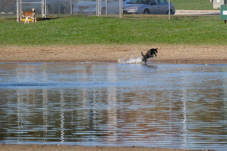 BOW WOW BEACH DOG PARK AND SILVER SPRINGS PARK ARE AROUND THE CORNER FOR OUTDOOR FUN 