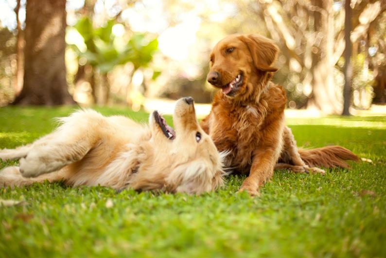 You and your dog can enjoy play dates at the future Walnut Hill Townes dog park.  