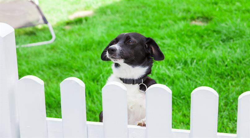DOG LOVERS WELCOME WITH FENCES PERMITTED 